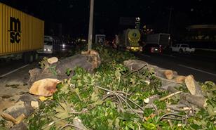 Cortan árboles en isleta de la avenida Luperón