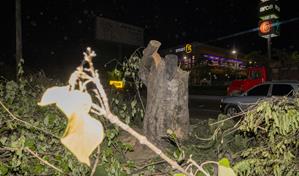 Tala de árboles en la avenida Luperón forma parte de obras viales autorizadas, según Medio Ambiente