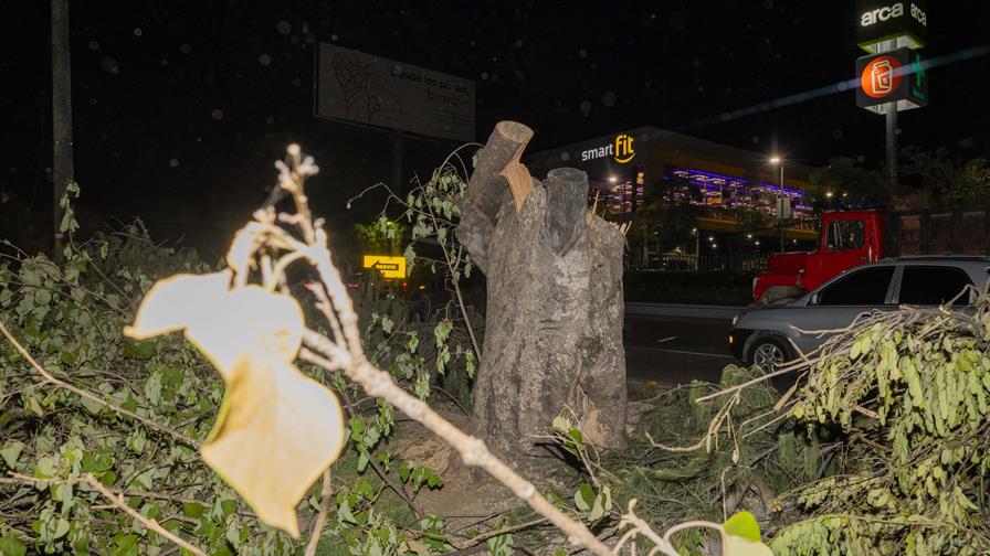 Tala de árboles en la avenida Luperón forma parte de obras viales autorizadas, según Medio Ambiente