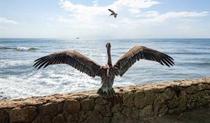 El revuelo de "Pescador", el pelícano que volvió a volar en Güibia