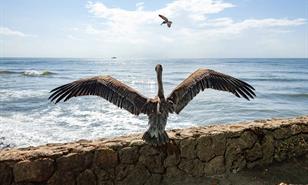 El revuelo de "Pescador", el pelícano que volvió a volar en Güibia