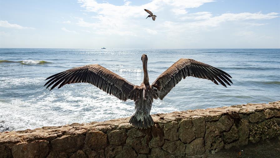 El revuelo de "Pescador", el pelícano que volvió a volar en Güibia