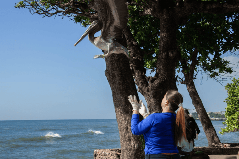 Jazmín León, veterinaria del Acuario Nacional, al momento que Pescador alza el vuelo. 