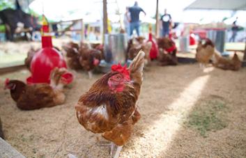 RD mantiene plan preventivo sanitario con programa de vacunación contra la influenza aviar