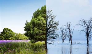 De COP en COP, la ciencia acumula pruebas cada vez más contundentes del cambio climático