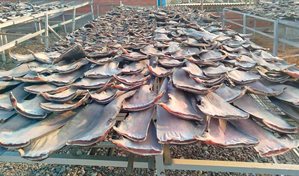 Incautan más de seis toneladas de aletas de tiburón en Perú