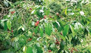 La reducción de aranceles agrícolas de Trump podría beneficiar a la República Dominicana