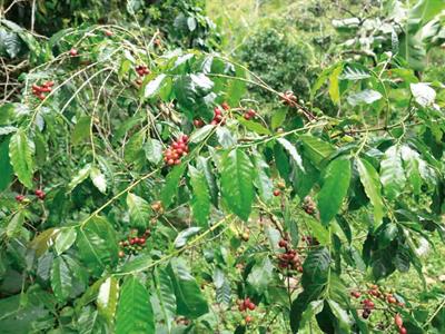 EEUU anuncia acuerdos para rebajar aranceles a 4 países de Latam