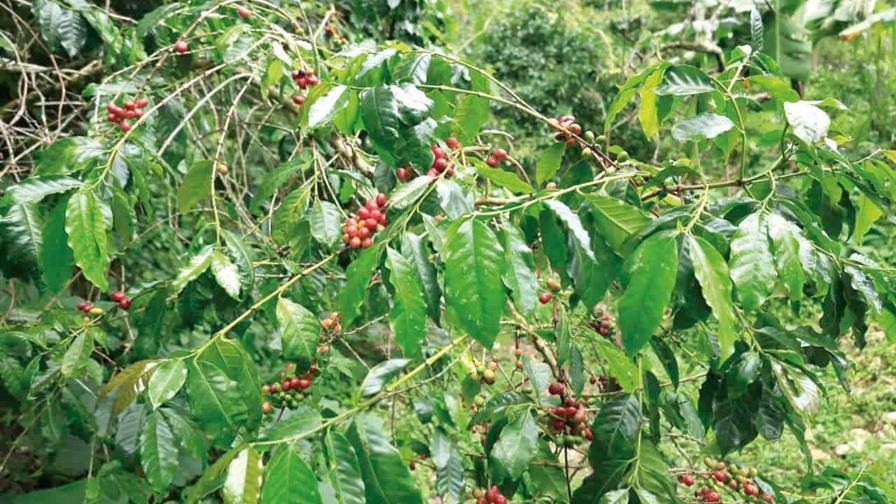 La reducción de aranceles agrícolas de Trump podría beneficiar a la República Dominicana