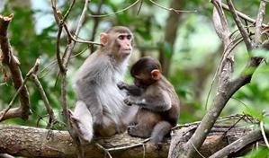 Academia de Ciencias advierte sobre riesgo ambiental por importación de especies