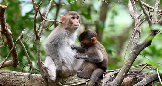 Academia de Ciencias advierte sobre riesgo ambiental por importación de especies