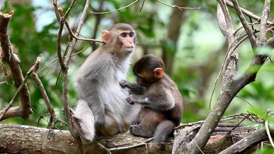 Academia de Ciencias advierte sobre riesgo ambiental por importación de especies