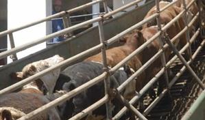 Casi 3,000 vacas procedentes de Uruguay bloqueadas en barco frente a Turquía