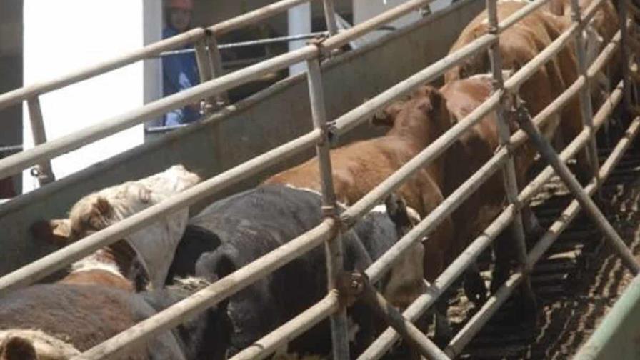 Casi 3,000 vacas procedentes de Uruguay bloqueadas en barco frente a Turquía Casi 3,000 vacas procedentes de Uruguay bloqueadas en barco frente a Turquía