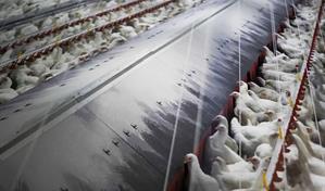 España amplía a todo el país el confinamiento de las aves de corral por la gripe aviar