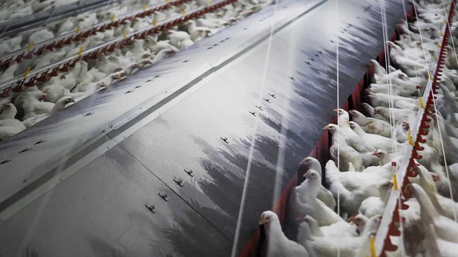 España amplía a todo el país el confinamiento de las aves de corral por la gripe aviar