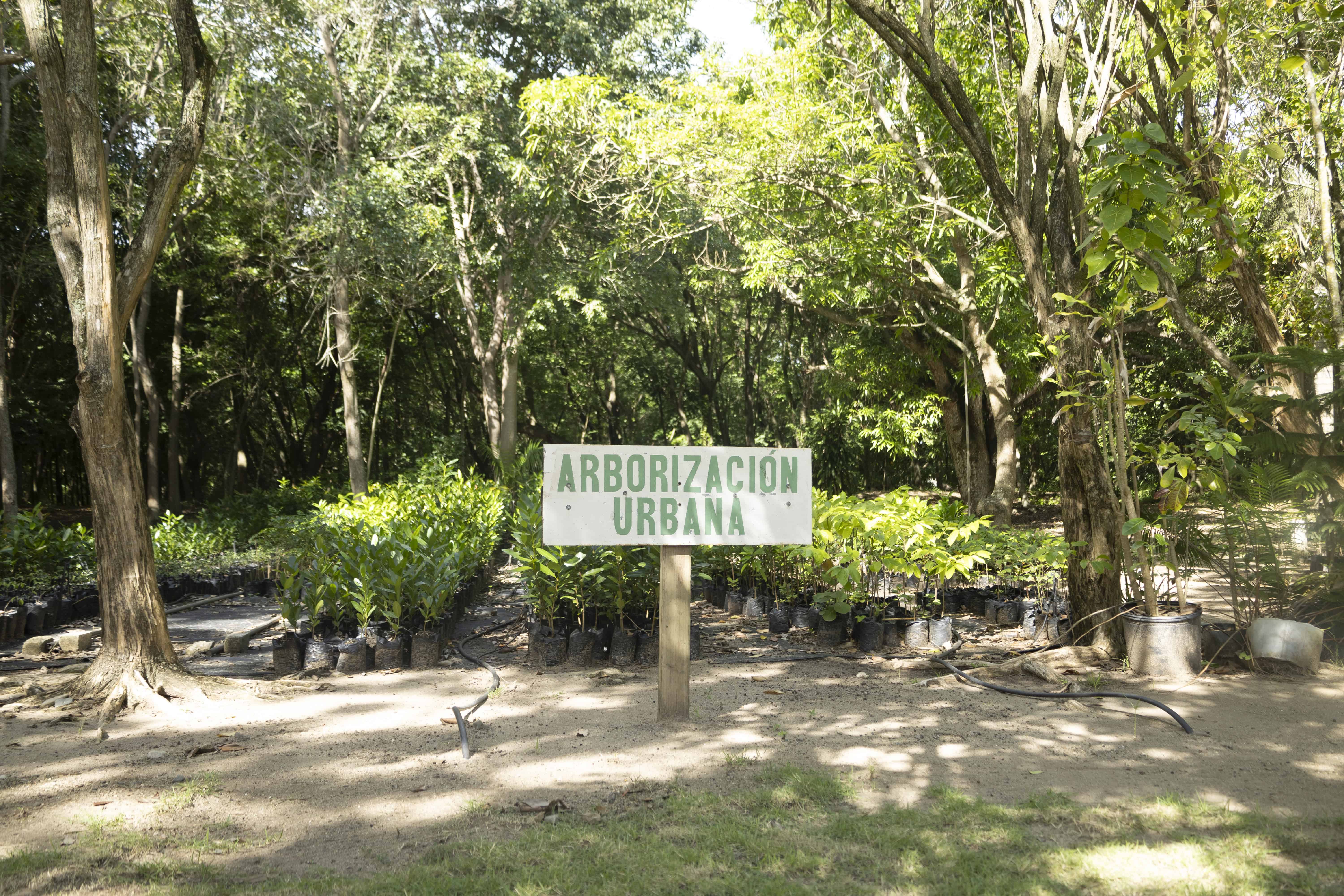 Plantas para arbolado urbano.
