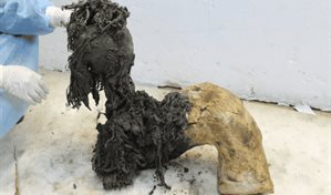 El ARN más antiguo del mundo, extraído de un mamut lanudo de 40,000 años