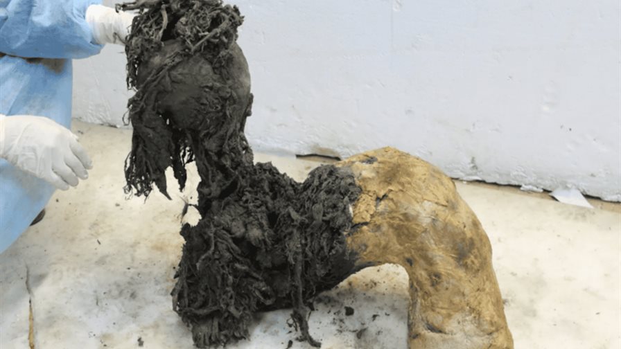 El ARN más antiguo del mundo, extraído de un mamut lanudo de 40,000 años El ARN más antiguo del mundo, extraído de un mamut lanudo de 40,000 años