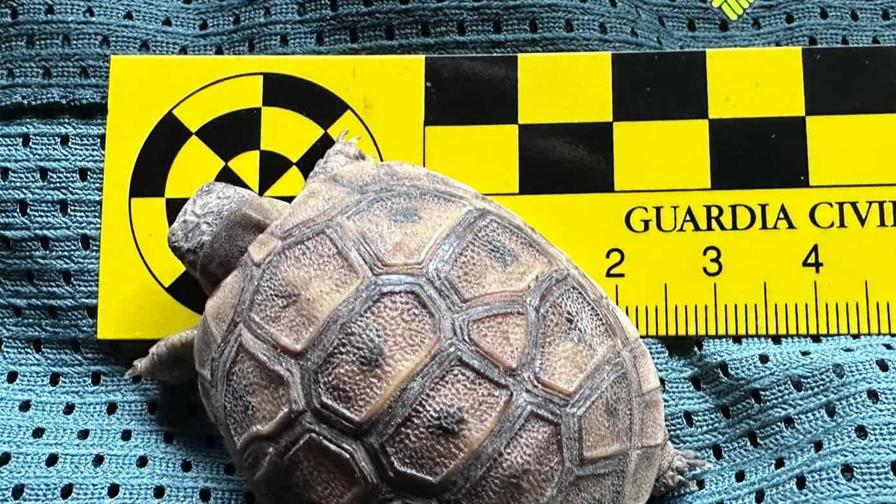 Agentes españoles intervienen casi 500 animales exóticos protegidos en un falso refugio Agentes españoles intervienen casi 500 animales exóticos protegidos en un falso refugio