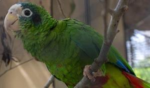 Del decomiso a la liberación: el largo proceso de rehabilitación de cotorras y pericos incautados
