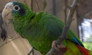 Del decomiso a la liberación: el largo proceso de rehabilitación de cotorras y pericos incautados