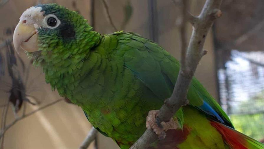 Del decomiso a la liberación: el largo proceso de rehabilitación de cotorras y pericos incautados