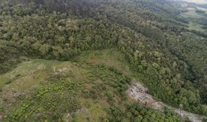 Incendios y expansión agrícola reducen el bosque primario en República Dominicana y Haití