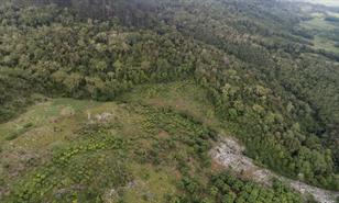 Incendios y expansión agrícola reducen el bosque primario en República Dominicana y Haití