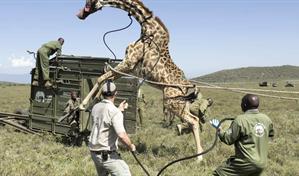 Jirafas en Kenia son reubicadas ante la pérdida de su hábitat