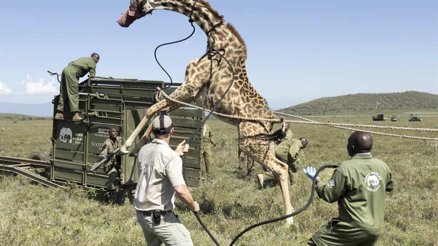 Jirafas en Kenia son reubicadas ante la pérdida de su hábitat
