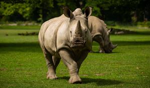 Singapur incauta un alijo récord de cuernos de rinoceronte