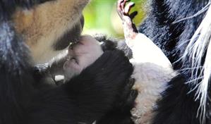 El primer beso podría remontarse a 21 millones de años, según científicos británicos