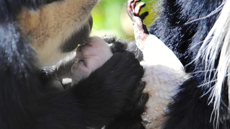 El primer beso podría remontarse a 21 millones de años, según científicos británicos