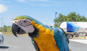 Propietarios de animales exóticos deberán registrarlos ante el Ministerio de Medio Ambiente