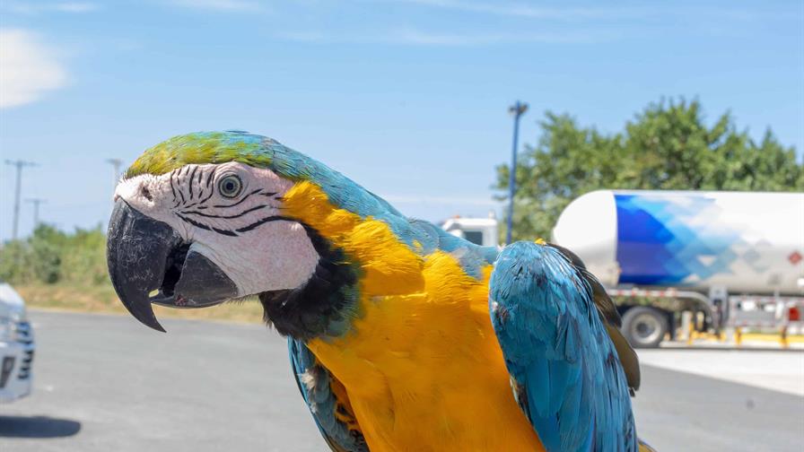 Propietarios de animales exóticos deberán registrarlos ante el Ministerio de Medio Ambiente