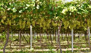 San Juan comienza la cosecha de uvas de mesa