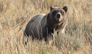 Oso ataca a grupo escolar y deja 11 heridos en Canadá