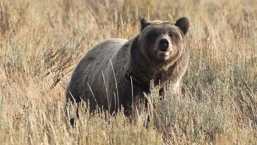 Oso ataca a grupo escolar y deja 11 heridos en Canadá