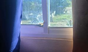 Desconocidos tirotean vivienda del alcalde de Navarrete: esposa e hijo se salvan de milagro