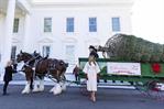 Melania Trump recibe el árbol que presidirá la Navidad en la Casa Blanca Melania Trump recibe el árbol que presidirá la Navidad en la Casa Blanca