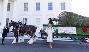 Melania Trump recibe el árbol que presidirá la Navidad en la Casa Blanca