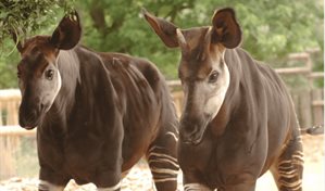 M&aacute;s de 3,000 expertos estudian c&oacute;mo regular el comercio legal de 250 especies en peligro