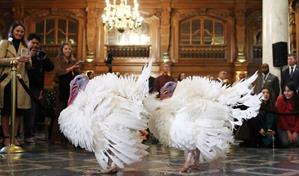 Gobble y Waddle, los pavos de más de 20 kilos que Trump indultará por Acción de Gracias