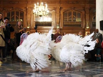 Donald Trump indultará dos pavos por Acción de Gracias