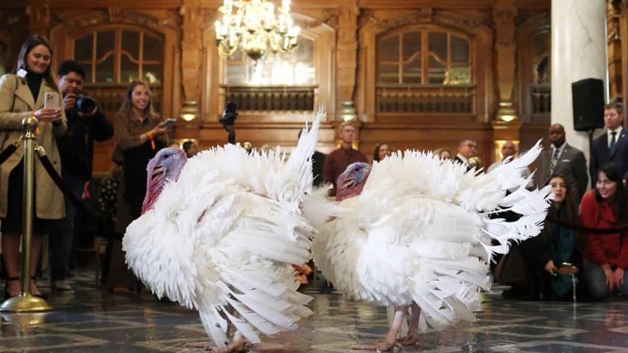 Gobble y Waddle, los pavos de más de 20 kilos que Trump indultará por Acción de Gracias