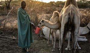 Para qué tener vacas si puedo tener camellos: Kenia cambia la estrategia del ganado