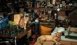 Capital de Indonesia prohíbe el consumo de carne de perros y gatos