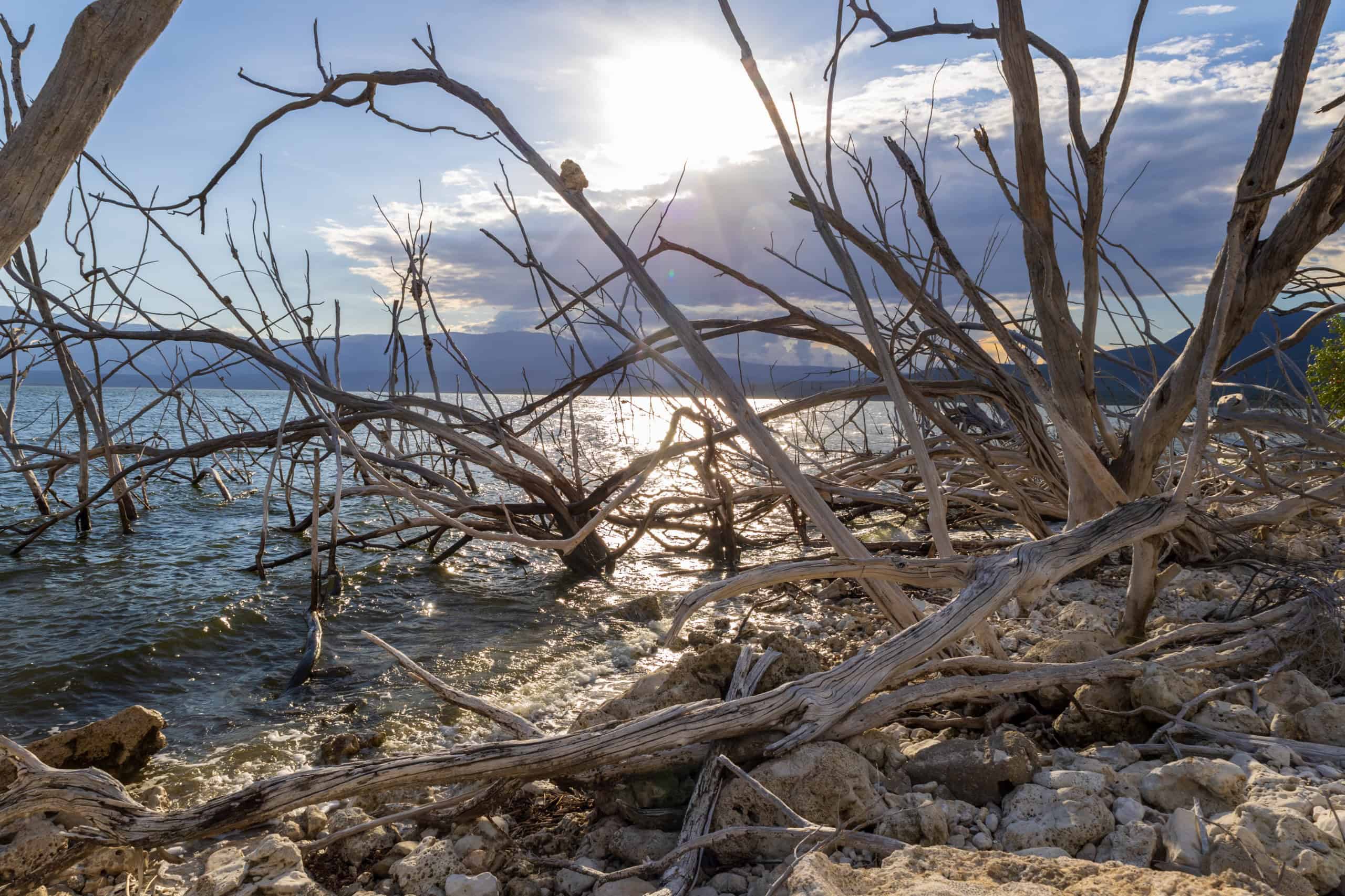 Árboles secos en el lago Enriquillo.