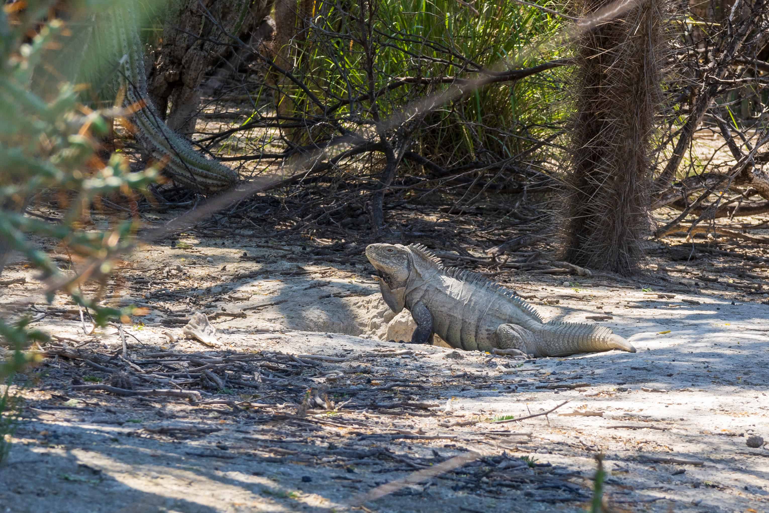 Una iguana en las inmediaciones del Lago Enriquillo. 